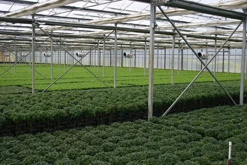 Good Price Agricultural Polycarbonate Plastic Board PC Sheet Greenhouse with Customized Hydroponic Design