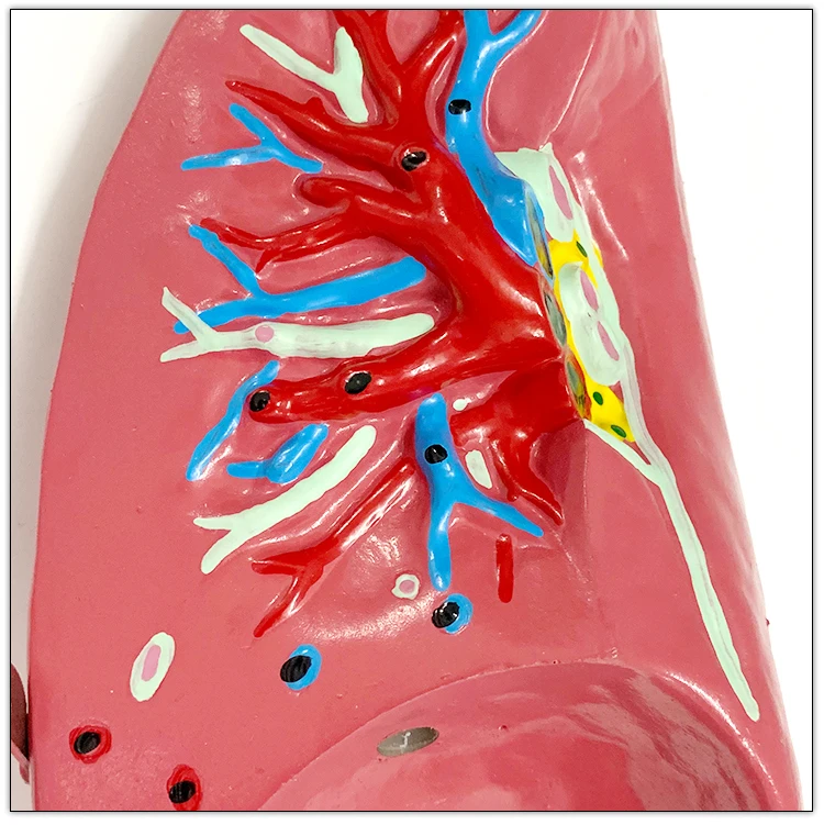 Wholesale Respiratory Artificial Biology Human Anatomical artificial lung Model