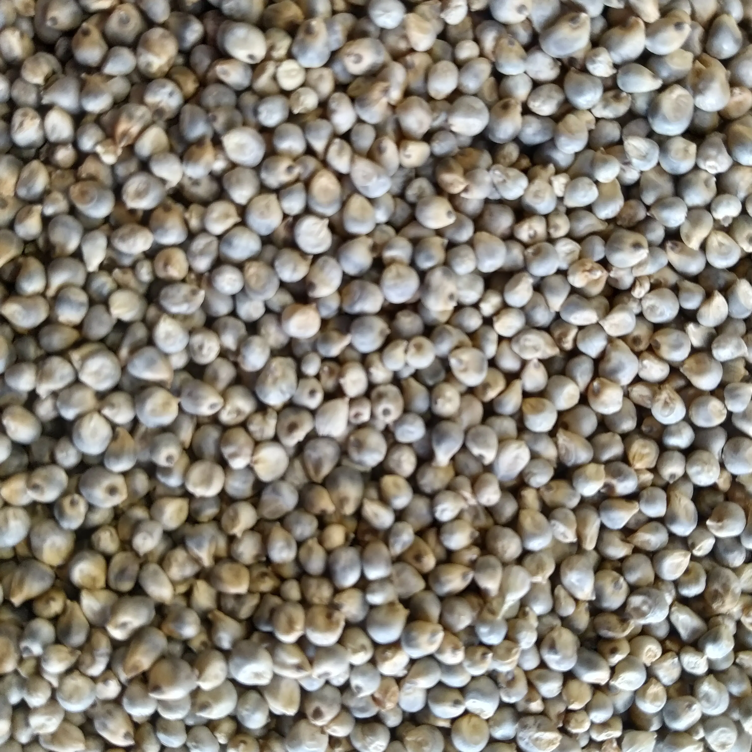 Buying Green Millet Seeds In Bulk From Farmer