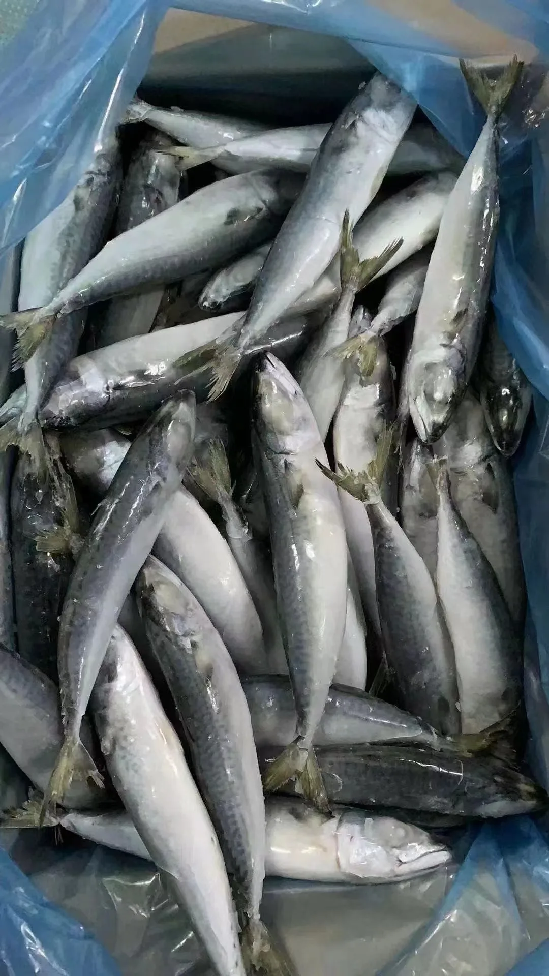 Top Urgent Want to Buy Frozen Pacific Mackerel with Competitive Price