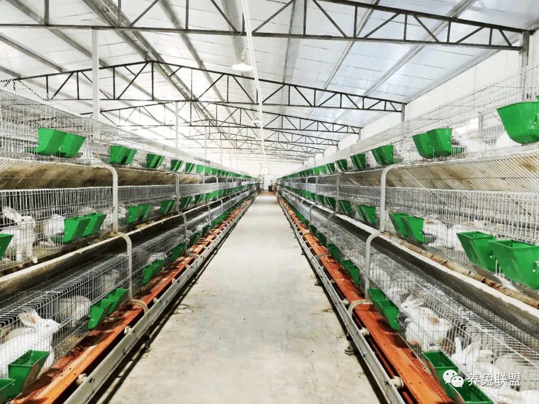 Premium Animal Feed Additive Supplement for layer chicken