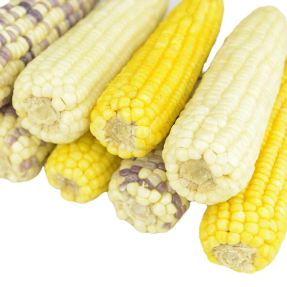 Замороженная Сладкая восковая кукуруза, белая и желтая кукуруза IQF, свежая Паровая кукуруза