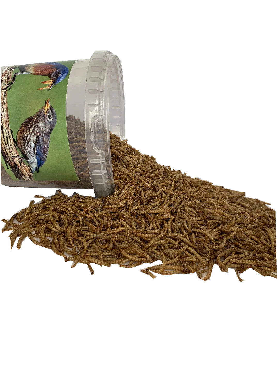 High protein dried mealworm insect for parrot bird food