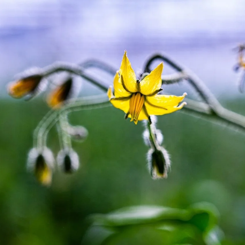 Made in Italy Tomato paste Red Color and Drum Packaging (1 KG) handcrafted premium quality ancient recipe
