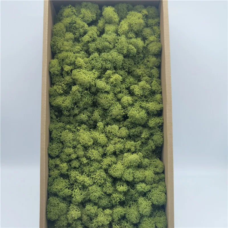 Preserved Immortal Moss For Fairy Gardens Terrariums Any Craft Gardens Terrariums Craft Floral Project Wedding Arts