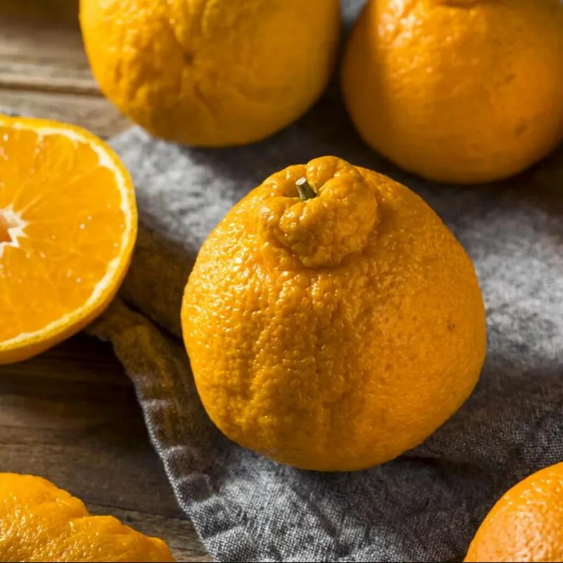 Low price citrus orange dekopon food grade ISO and HACCP