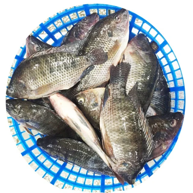 High Quality IQF Live Tilapia Fish Frozen Fish Food Tilapia 40% Glazing Wholesale Price
