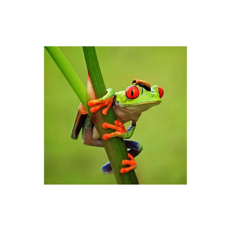 BH4-003 Animal diamond painting  Wall Frame painting Home Decor gift artwork Oil Painting By Numbers On Canvas