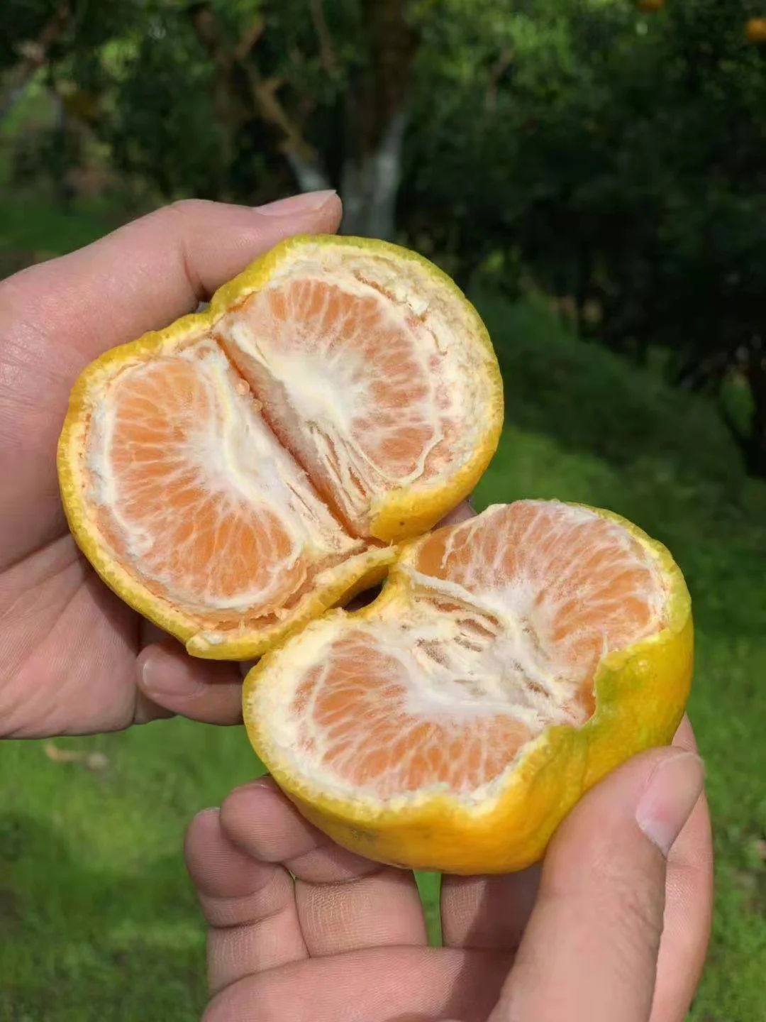 Menghu Brand Mandarin Orange Fresh CItrus Fruit