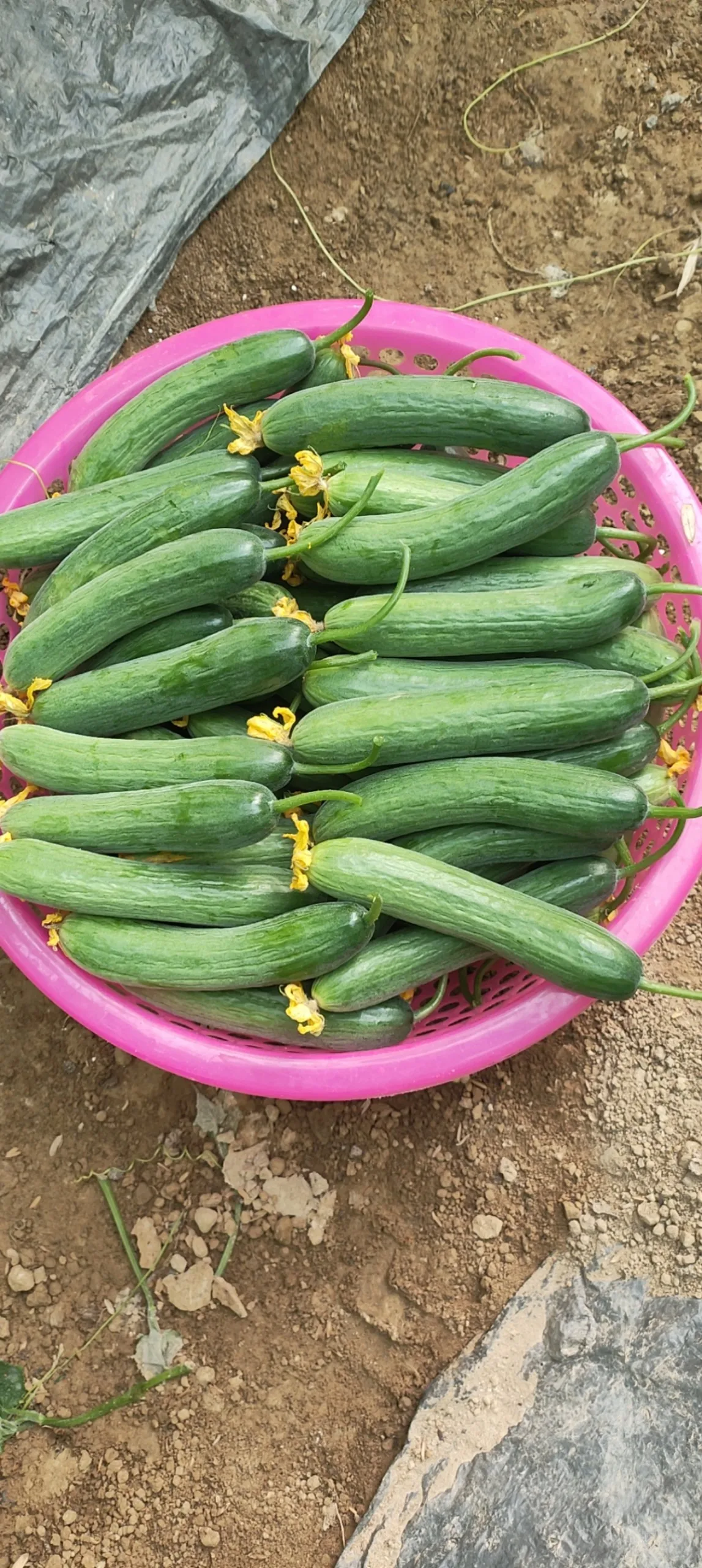 
Made In Vietnam Quality Company Fresh And Juicy Young Cucumber Products In Bulk Eco Friendly Farm Buy Now For Best Price 