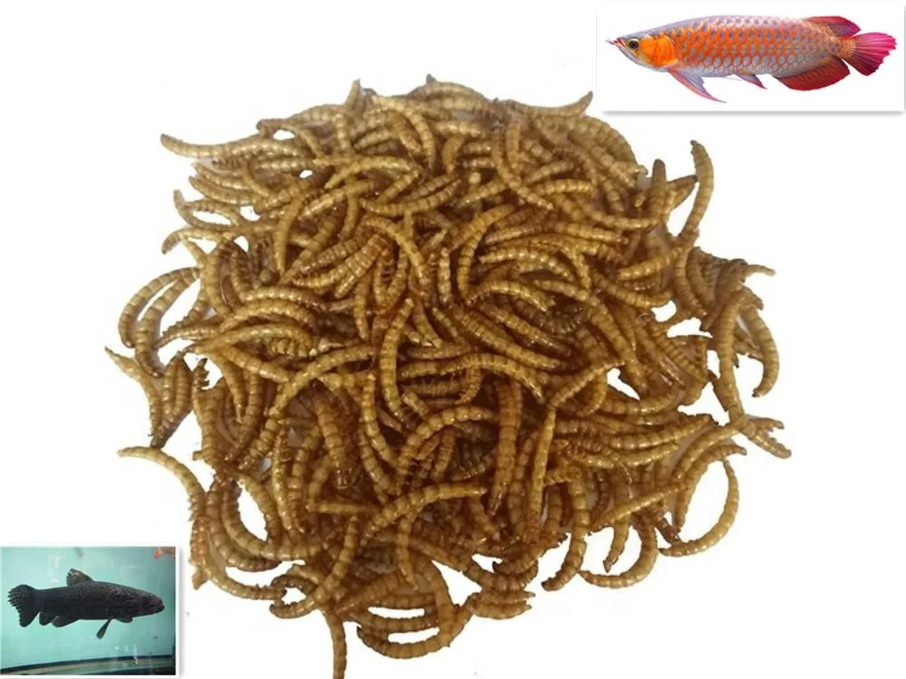 
Koi Food Fish Feed Dried Mealworm Aquatic Feed Additive 
