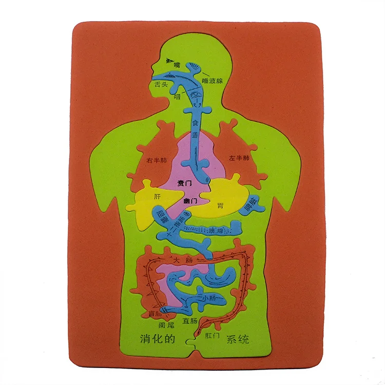 Custom EVA Human Organ Learning Puzzle Soft Rubber Digestive System Simulation Toy for Kids Learning