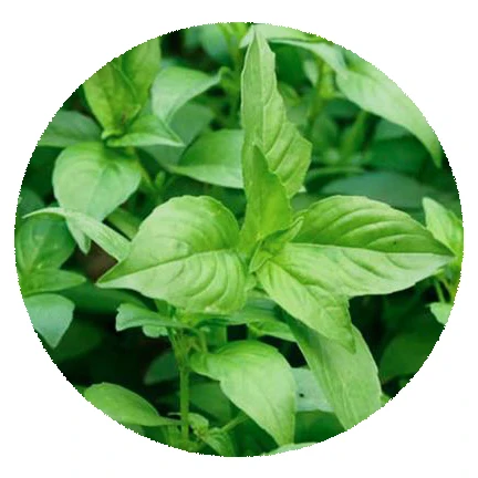 2021 High yield Nepeta cataria seeds for growing Good taste Vegetables seeds