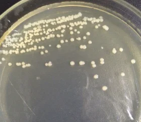 High viable count  probiotic Bacillus licheniformis powder with competitive price for animal feed