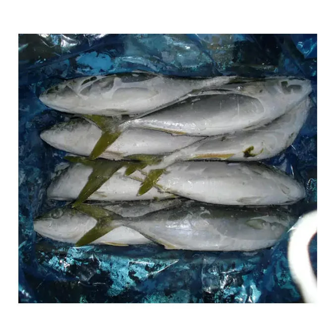 Korean Supplier High Quality Whole Sale Standard Packing Bulk Fresh Frozen Chilled  Yellow Tail Fish