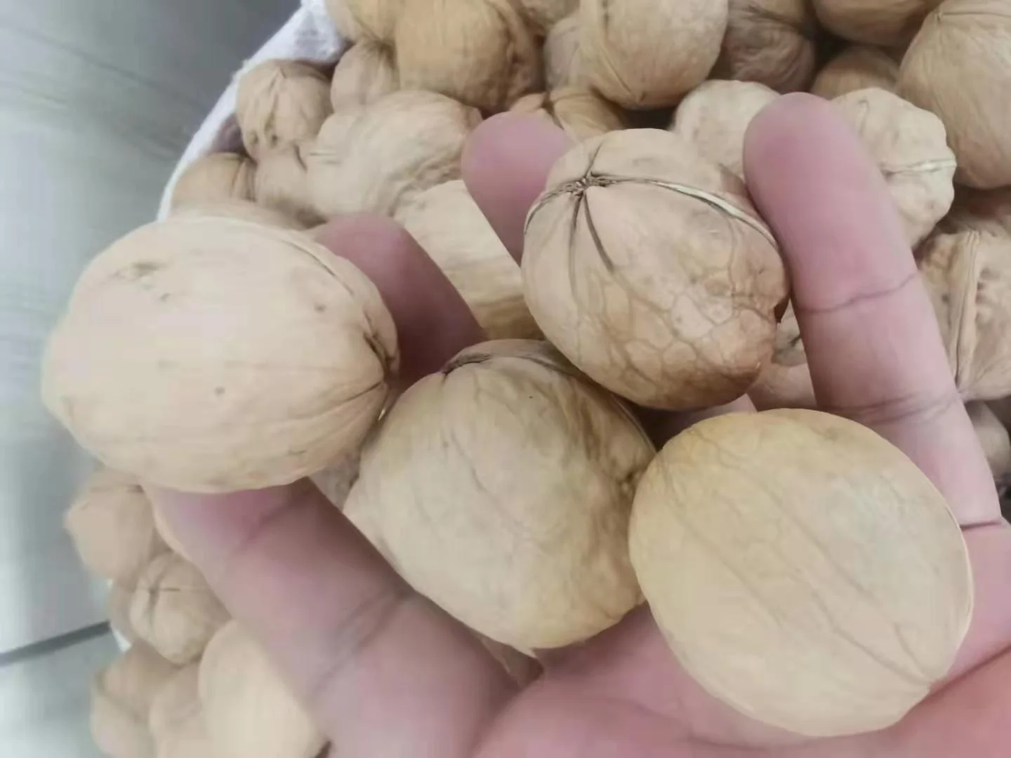 factory supply cheap paper walnuts unwashed 185 32+