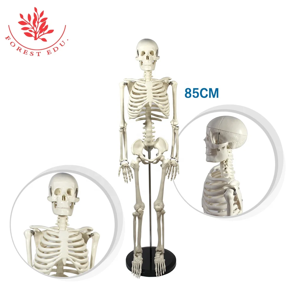 
Medical teaching model 85cm human anatomy skeleton 