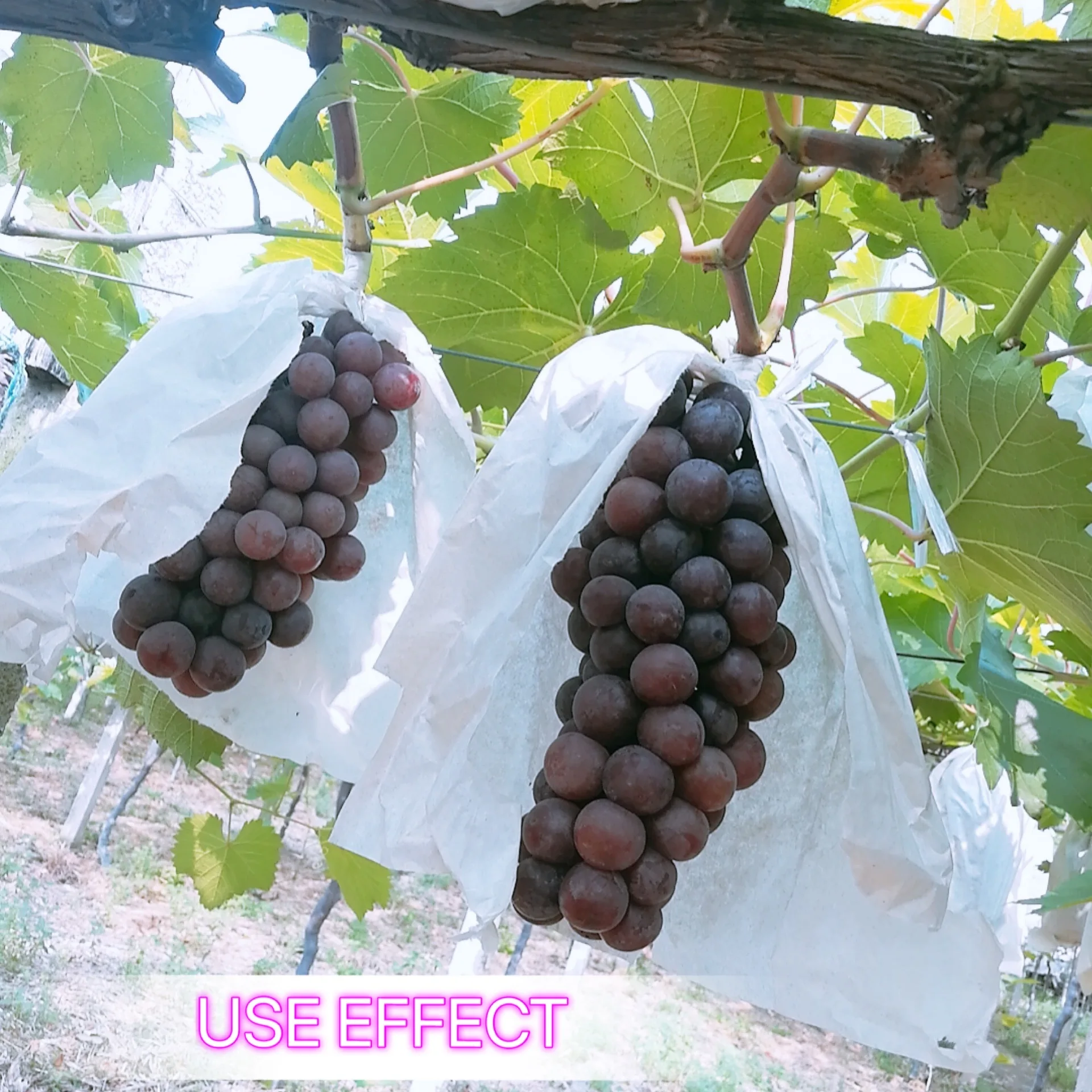 Green Joy low price and high quality water-soluble high potassium liquid agricultural fertilizer