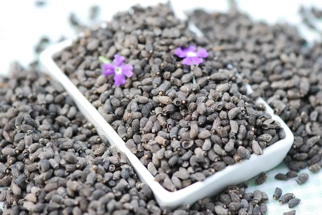 Chinese Factory Supply Bulk HALAL Certified Borage Seed Oil 20% GLA Pure Natural Refined Non-GMO Borage Oil With Cheap Price