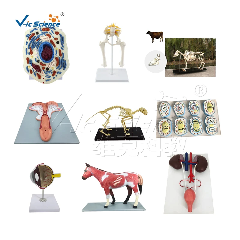 anatomical models for medical teaching bovine anatomy model animal anatomical model