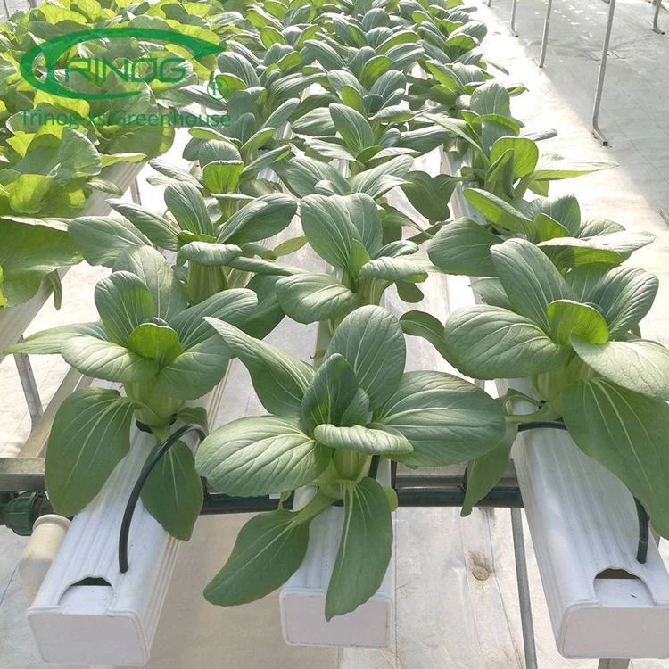 Trinog Greenhouse indoor smart farming automatic nft channel hydroponics equipment with fertilizer