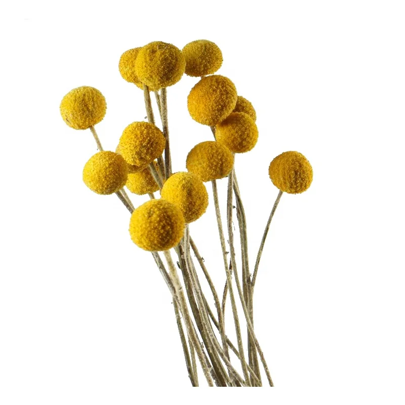 Dried natural Craspedia Billy Balls billy buttons yellow gold fruit flower