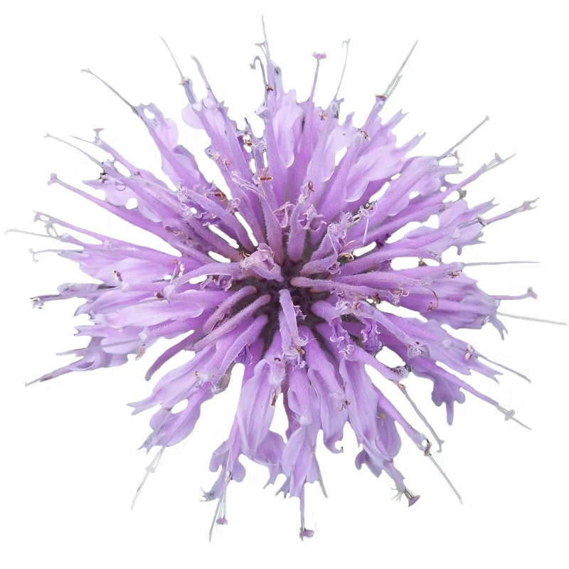 
High sales volume and strong adaptability Monarda didyma plant seed bulb flower 