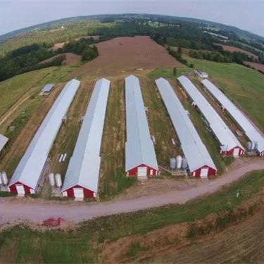 China factory price modern style steel frame structure poultry farm house design shed/chicken farm house building