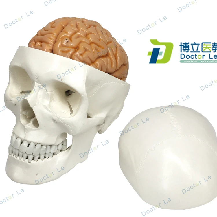3 Parts Life Size Didactic Human Skeleton Skull with 8 Parts Brain Anatomy Model