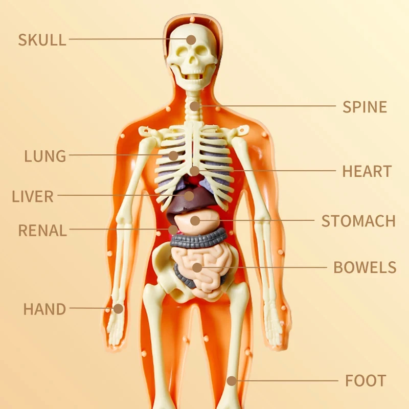 Two Kinds Of 3D Human Body Anatomy Model Children Plastic DIY Skeleton Toy Science Early Learning Aids Educational Toys New
