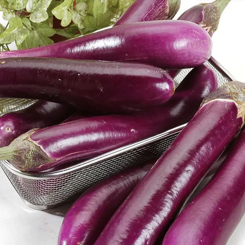 High Quality Product From China Fresh Eggplant Healthy New Natural And Organic Vegetables With Good Price
