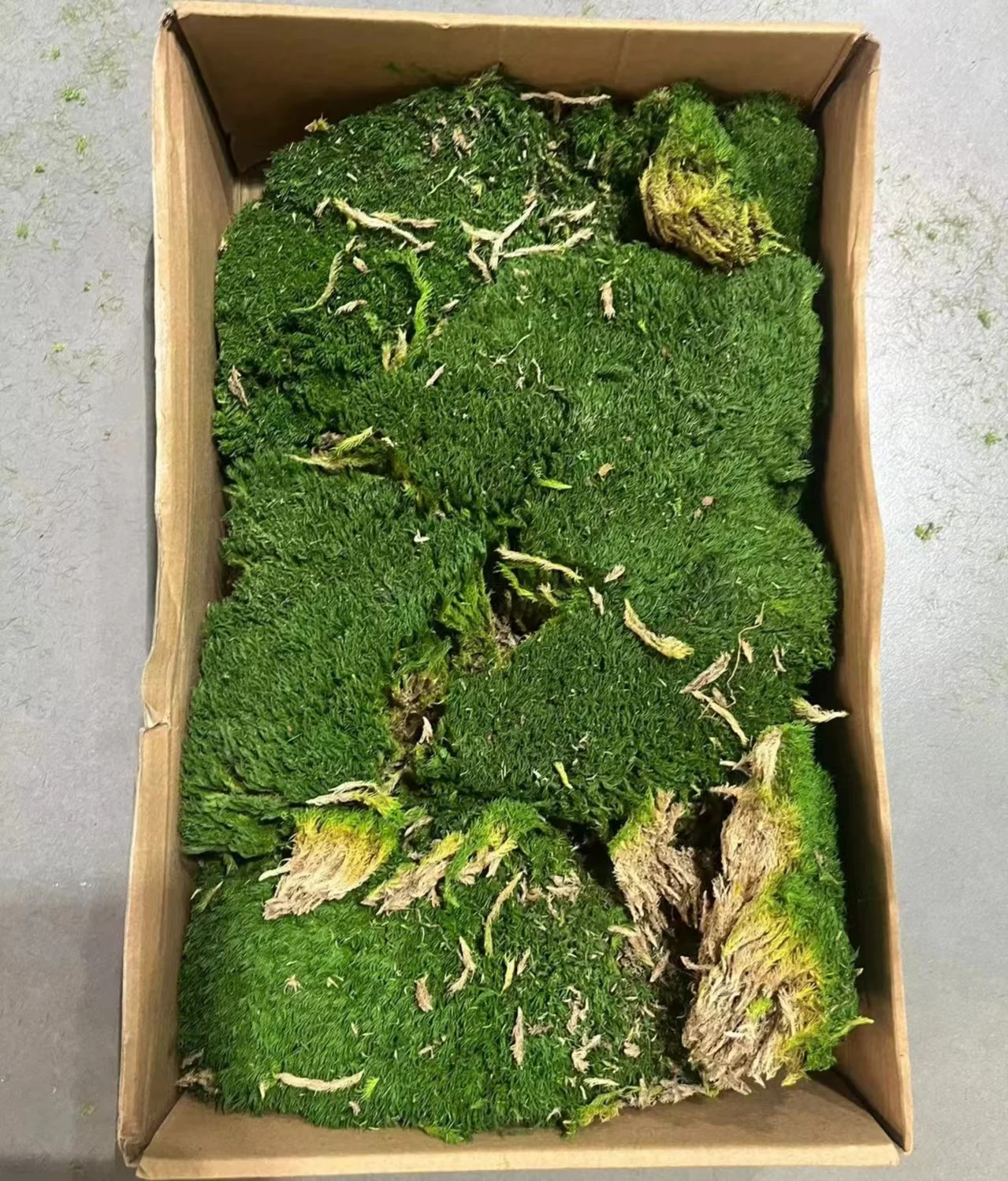 Wholesale natural Preserved reindeer Moss Produced  dry bun Moss Decorating Walls