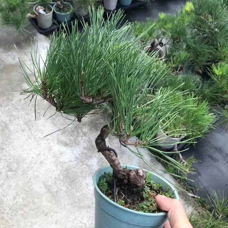 Высокое качество сосны thunbergii бонсай