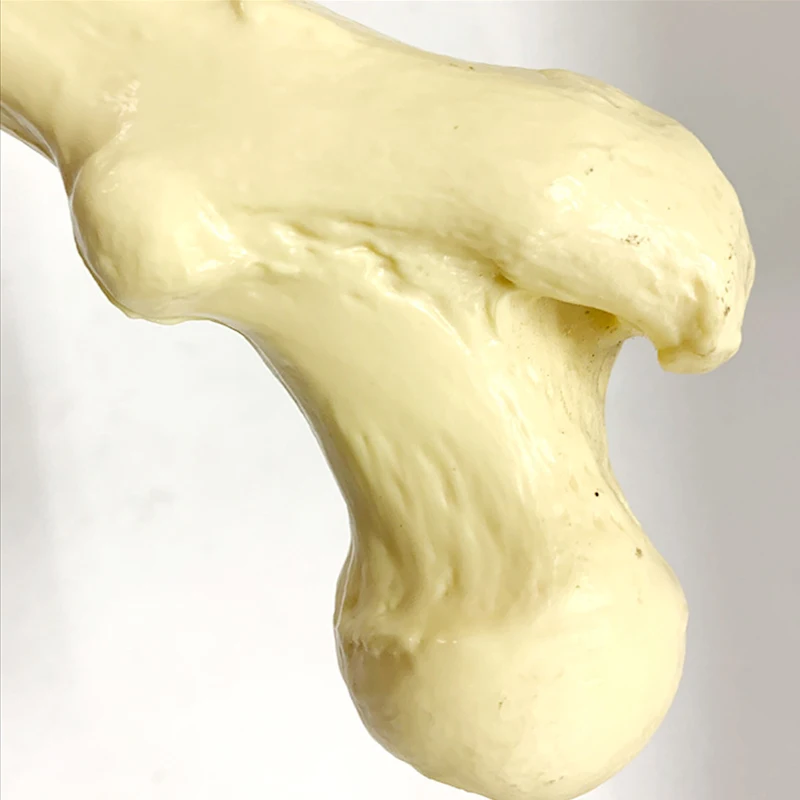 Life size human bones medical teaching loose bone model femur tibia limb bone model