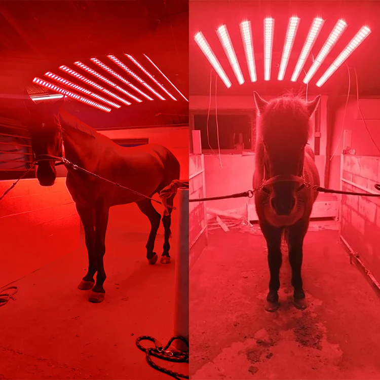  Колпачок для солярия Equine терапевтический коврик сохранения копыти и износа синего света с инфракрасным красным светом