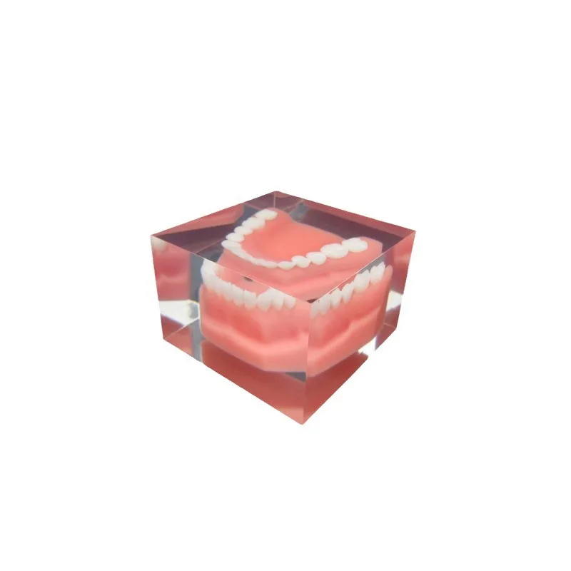 Resin Tooth Model Decoration Medical Teaching Dental Model Dental Oral Teaching Dental Cast Advertising Gifts