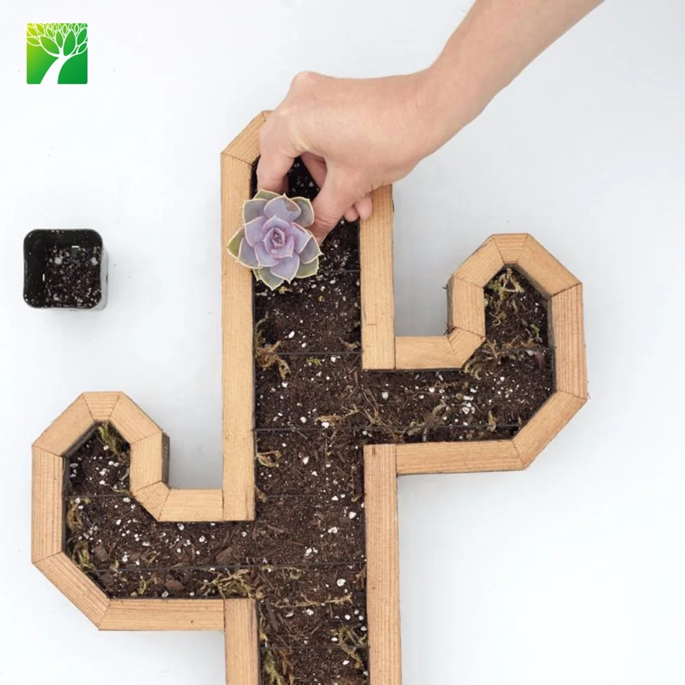 
Plant farm wholesale redwood cactus kit indoor decoration cactus plant 