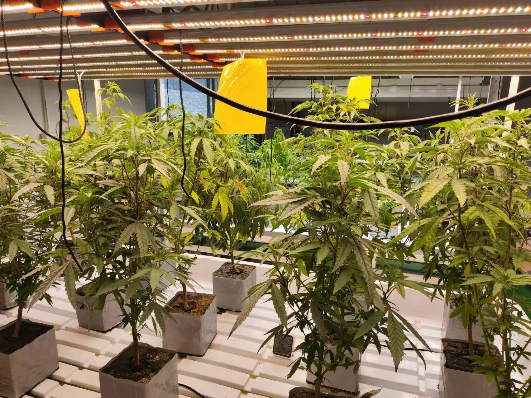 40 foot container hydroponic farm greenhouse agricultural growing system