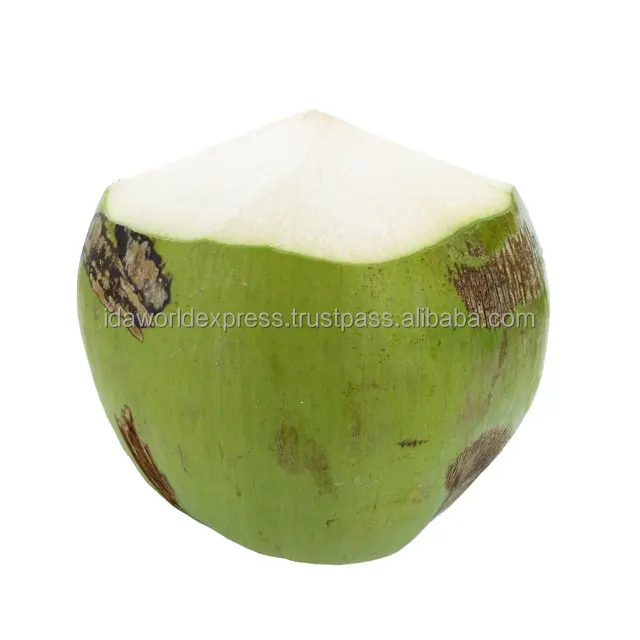 
Fresh Coconut Water In Fresh Young Coconut From Thailand Reasonable Fresh Coconut Price 