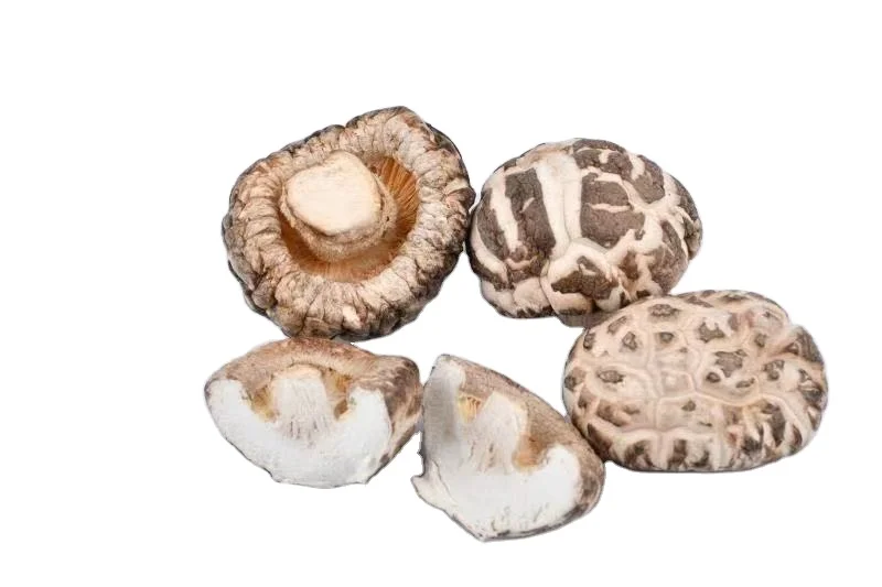 dried shitake mushroom  hot sale  material for eating GAP base long shelf life
