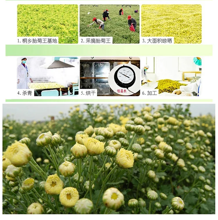 Wholesale Organic Flower Flavor Tea Dried Flower  Chrysanthemum Tea Dried Chrysanthemum Bud
