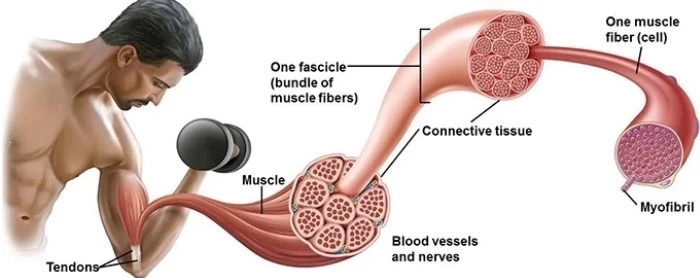 Wireless EMS Fitness Training Suit XEMS Electrostimulation Wireless Muscle Stimulator Equipment Xbody Machine 1 Piece