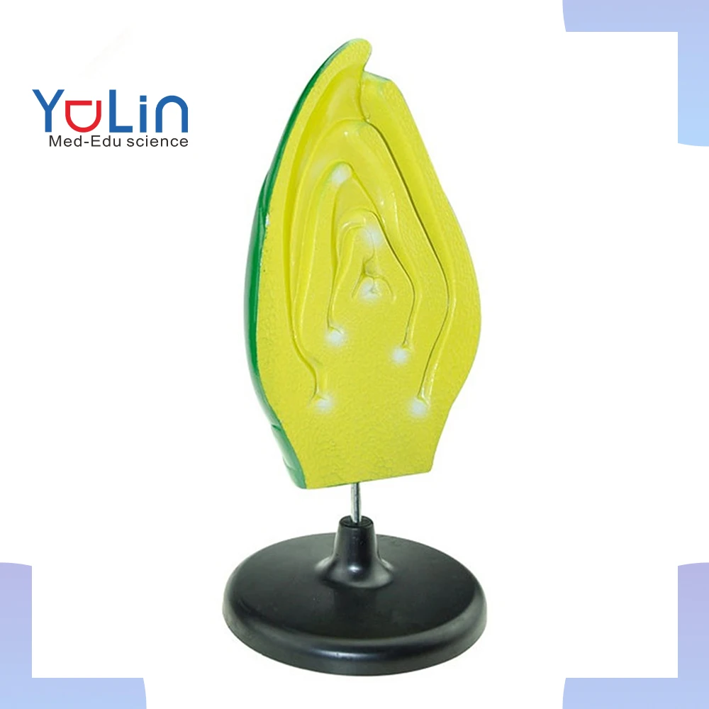 Bud structure model Plant seed embryo model peach blossom wheat P flower wheat ear flower corn kernel biological experiment