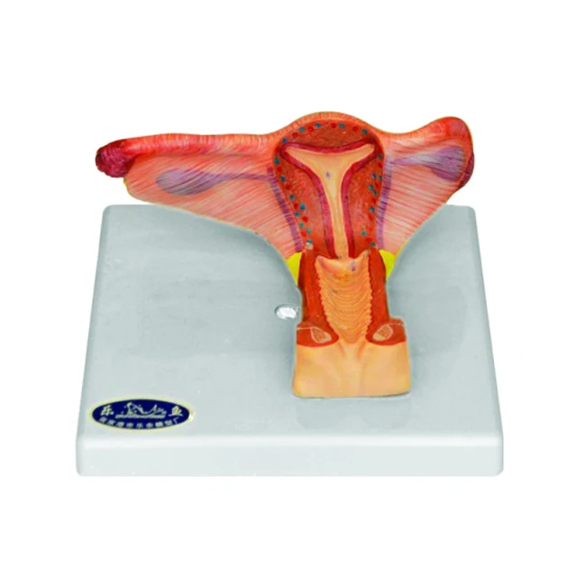 genital organ model female genital organ,woman genital organ