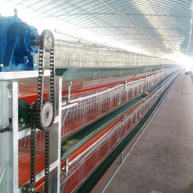 Automatic broiler chicken coop with poultry equipment for poultry husbandry