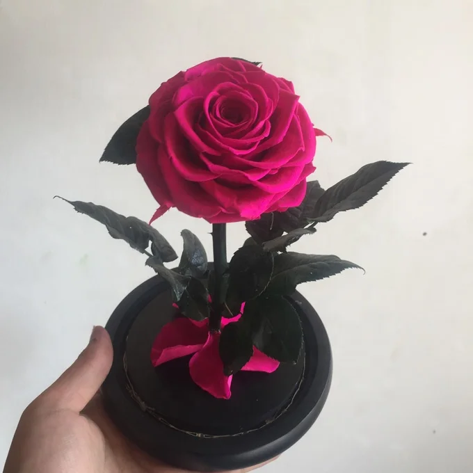 
natural preserved real rose in glass dome as gifts for valentine day 