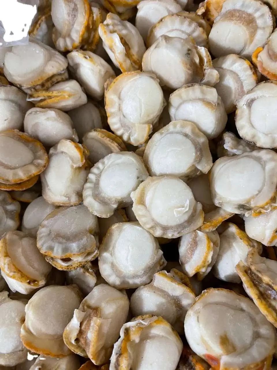 Frozen Farrarie Scallop Meat Premium Quality Clam for Gourmet Culinary Experiences