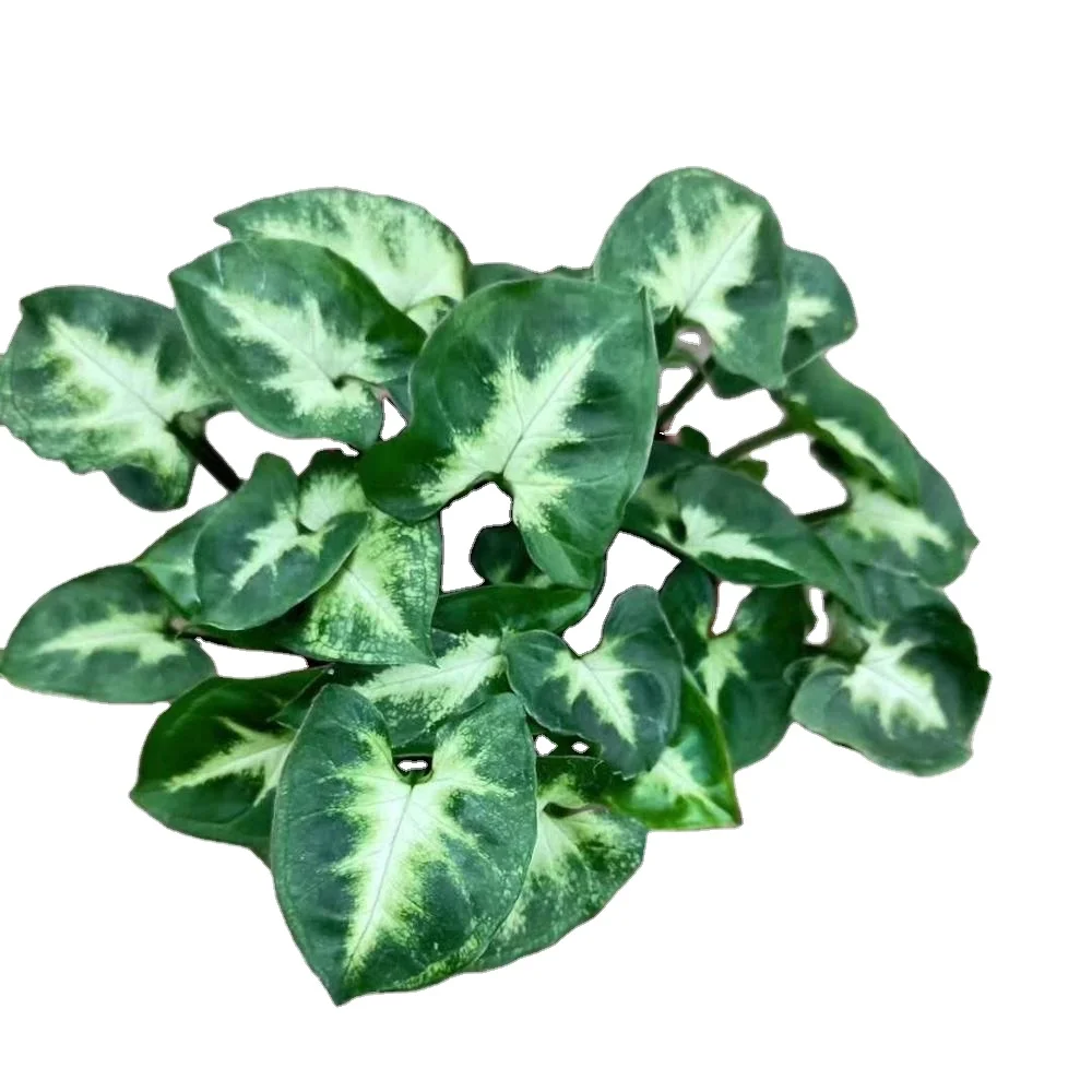 
 Сингониум подофиллум комнатных зеленых горшечных растений  