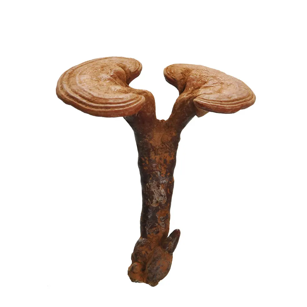 
New Product Chinese Herbal Ganoderma Lucidum Health Benefits Reishi Mushroom Lingzhi 