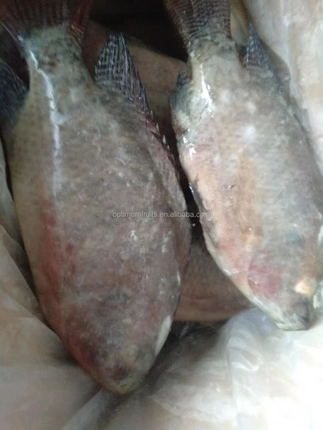 wholesale seafood frozen whole round Tilapia fish